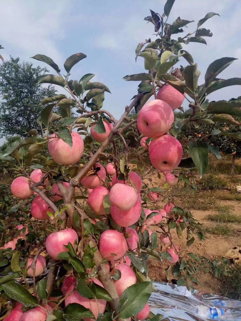 辽阳寒富苹果今日新闻辽宁烟富10苹果品种适宜栽培地区-第1张图片-太平洋在线下载