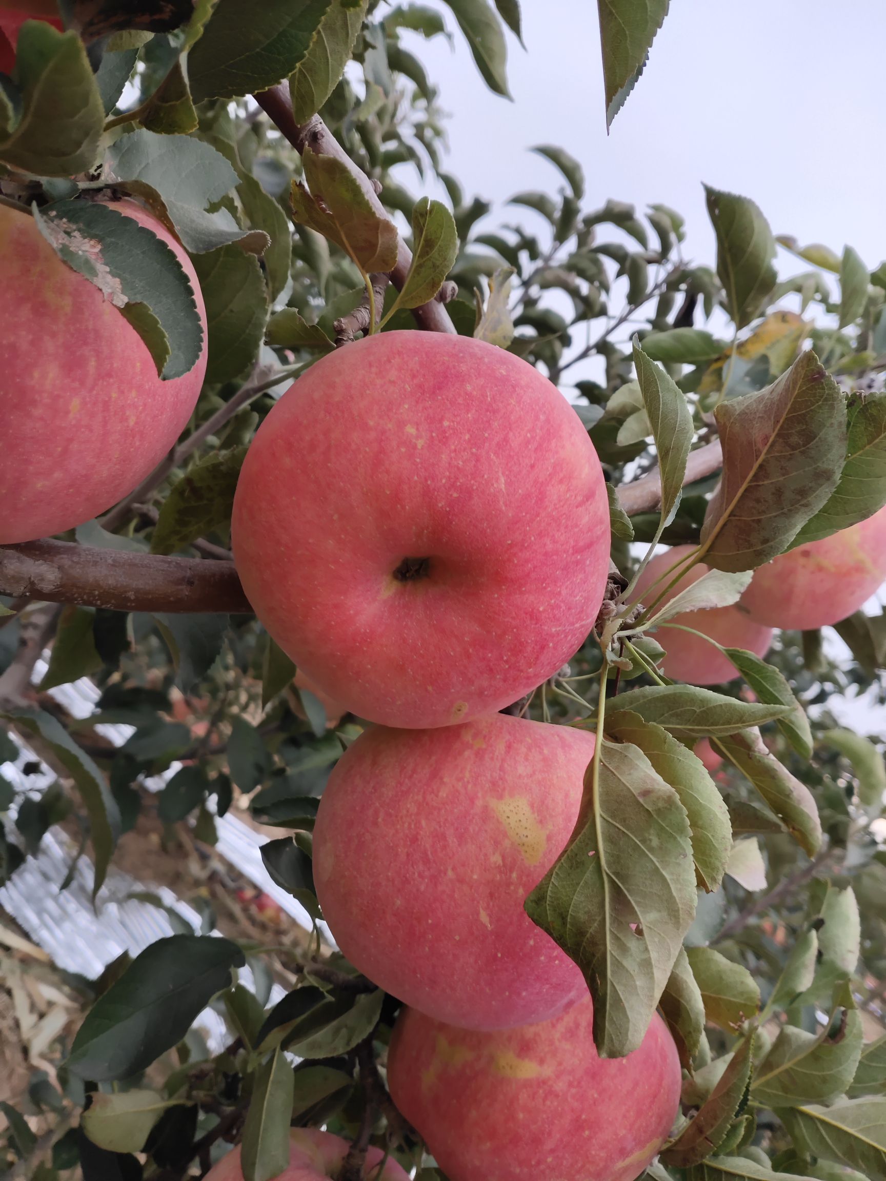 辽阳寒富苹果今日新闻辽宁烟富10苹果品种适宜栽培地区-第2张图片-太平洋在线下载