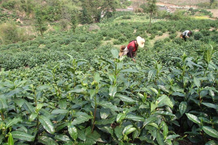 茶叶客户端安装中国茶叶批发网官网
